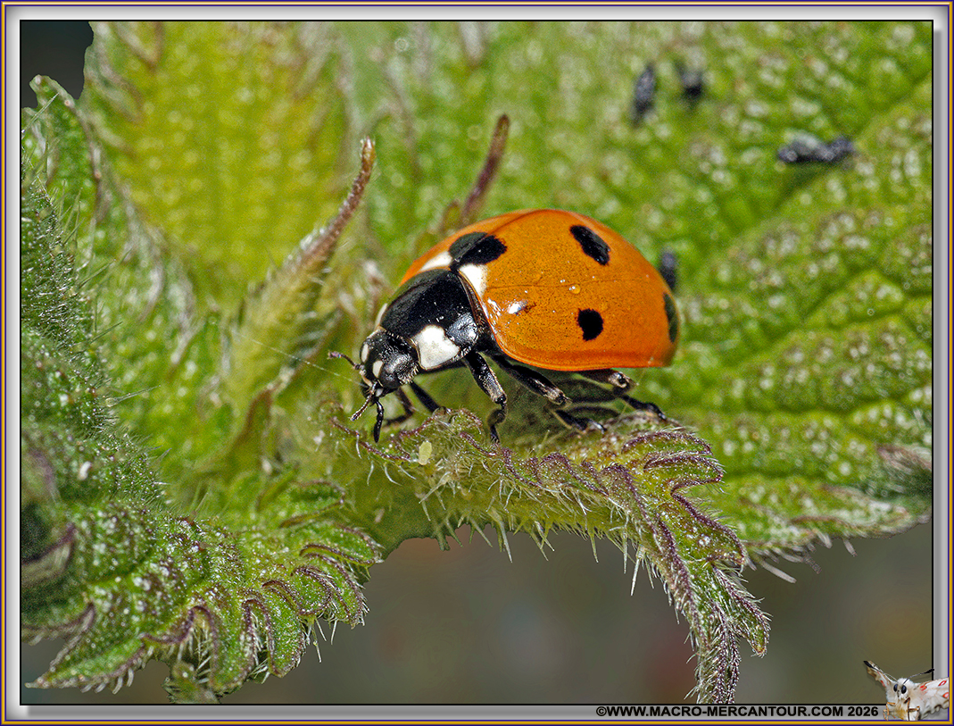 Coccinelles